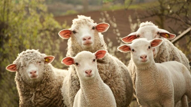 1610353004_sheep-qoyun