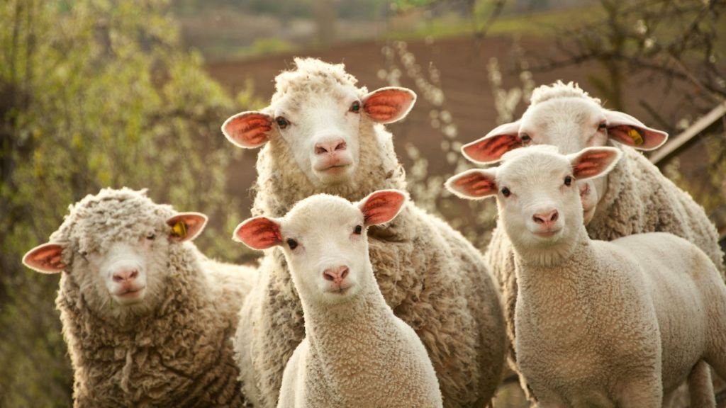 1610353004_sheep-qoyun