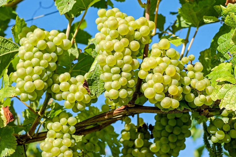 176017033191471120568ea115bd9290