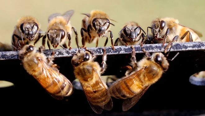 176053454089532108668efa00c0d77d