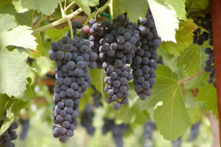 bd39cf1b-2713-3332-8217-dc52ab7fb9ee_825