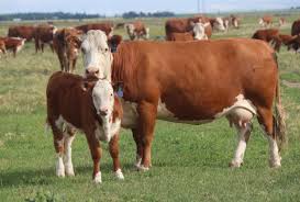 download_20251204_180604