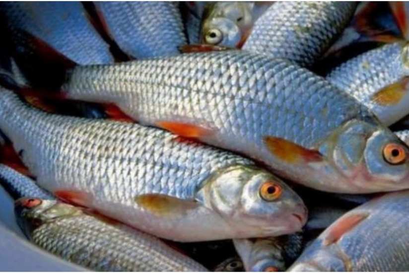 fZ7arO0eFznpYirnW8ktpR4GevzNZzLLgDhPt2vc_825