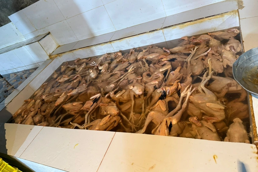 iurw2arUQmyUuDwsSE7mVzmfoQ6e7E7dab5yJtIo_825