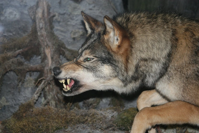 sGo88tagmk41gmMJ4EGGyYDLdrwZSbEK9RoD5yHs_825 (1)