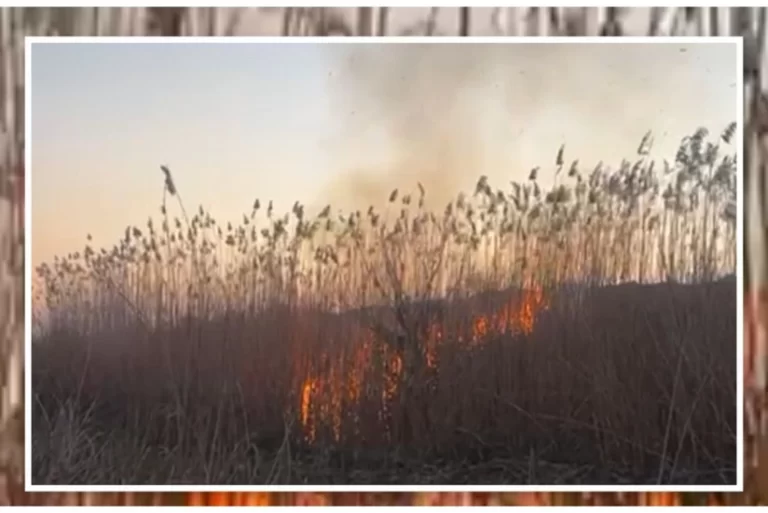 CRCyhboSkrhGRicdJwemlogVyn7i9LyKf6bFgXs7_825