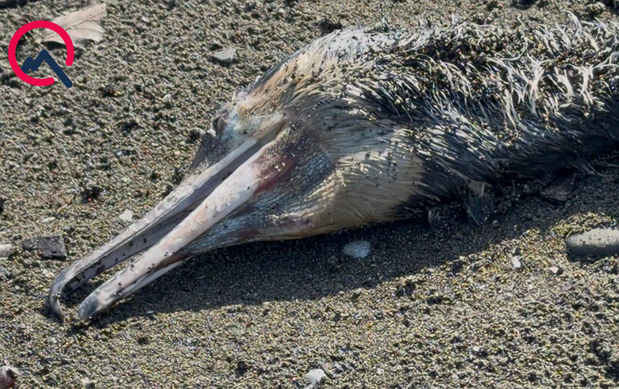 1774264423135511220969c1206711d71