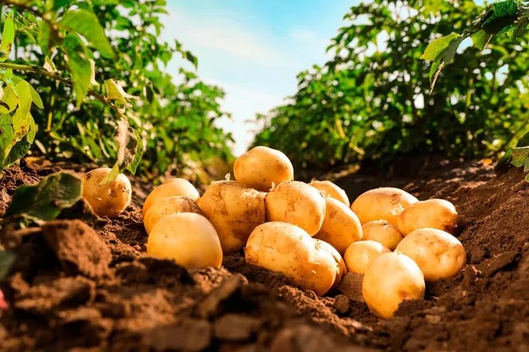 70909f7b-e2a9-3219-9eef-ea0fa2e4d30d_1200