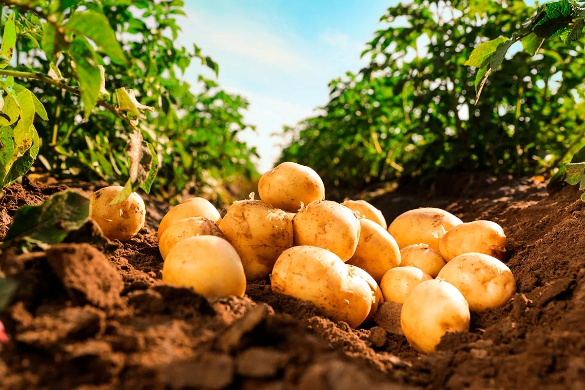 70909f7b-e2a9-3219-9eef-ea0fa2e4d30d_1200