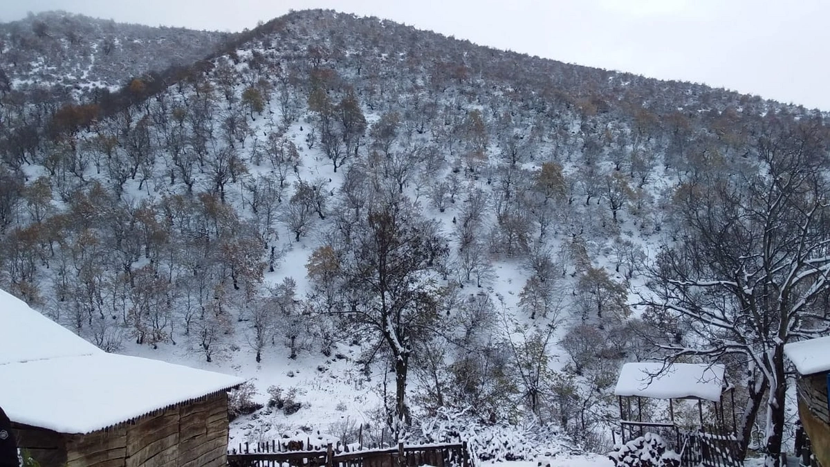 7920c1ef-e705-3e45-8447-90c39d40a67d_1200