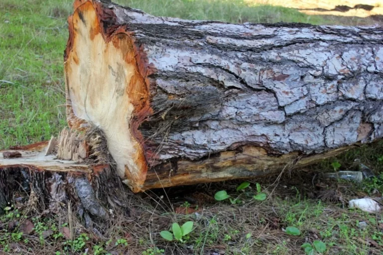 a35ce7c5-7234-4e75-b6dd-b173f2d347b4_1200 (1)