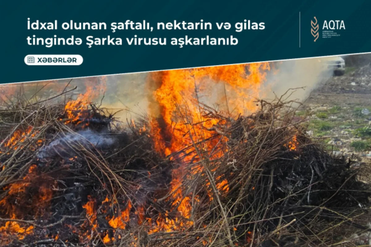 mhFi733VQp1Y542Pk944nccwVSDKmXzNdW44QWk9_1200