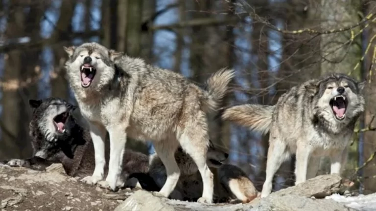 7Oi2vranJTsjC9AMrT35yb06P5DJpEUpRQHYaHL2_1200