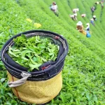 7c62d5bf-1682-33d7-ae4a-dc50e6c19aa0_1200