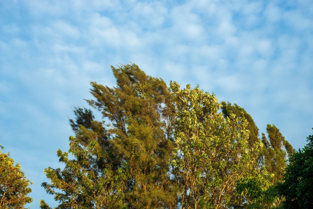 e42e49a4-5158-3bff-8cba-6c5d0bacaa14_1200