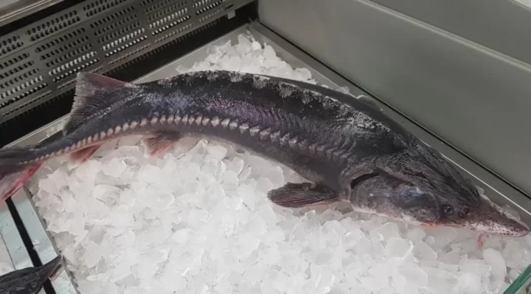 pvtPJps8utx8MPTgFb4vfSYa3PEWP37nbjRutyk7_1200