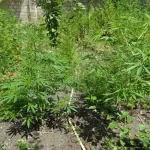 rg73wDsYtYC5OI6GZ9ValotjLjfrUqZu3zvJIV9x_1200