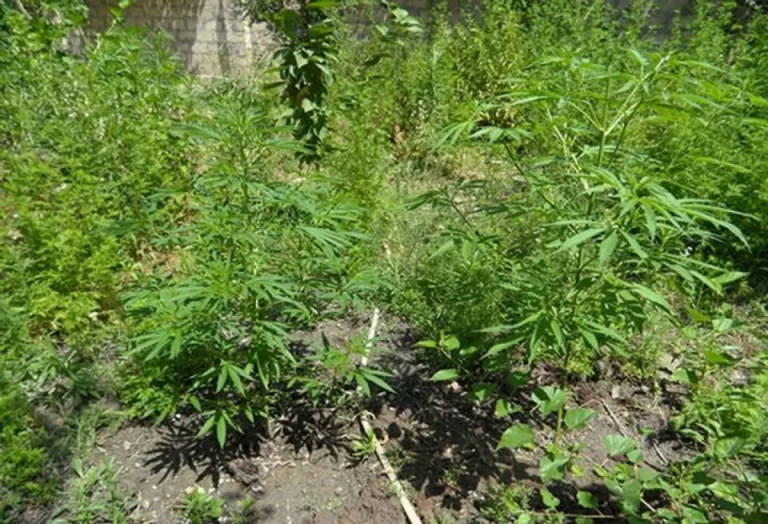 rg73wDsYtYC5OI6GZ9ValotjLjfrUqZu3zvJIV9x_1200