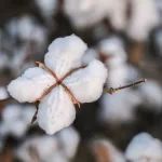 t7nKIlymyp6NTfEIAa6NNO3ugK1VbhQqXLKXj0ic_1200