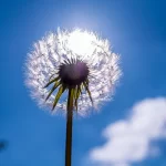 xgiNLim5fl6inc4Zcd64m4A9avvopBmmC3PivJaV_1200